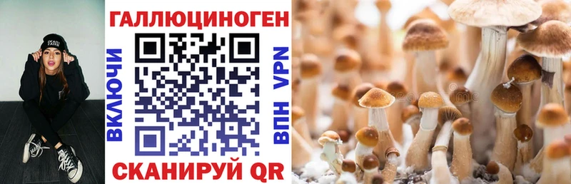 купить закладку  Светлогорск  Галлюциногенные грибы Psilocybine cubensis 